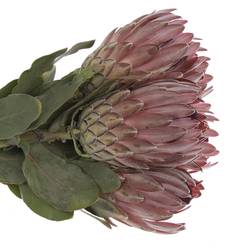 Protea rot Sharon 50cm