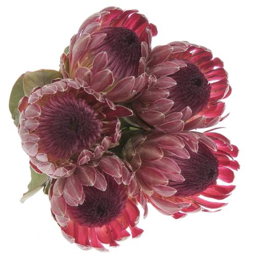 Protea rot Sharon 50cm