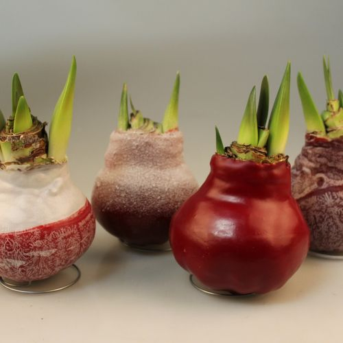 Amar.Bol Wachs XXL rote mix rote Bl. H15