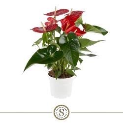 Anthurium Minnesota rot T17 H060