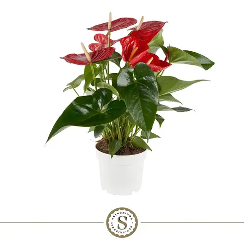 Anthurium rot Minnesota T17 H060