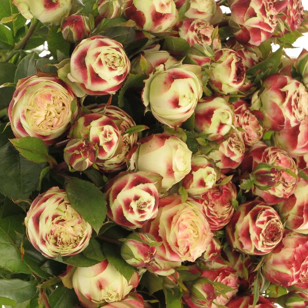 Rose creme/rot Freiland Latin 40cm 6+Blüte