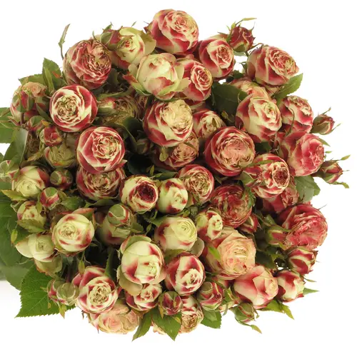 Rose creme/rot Freiland Latin 40cm 6+Blüte