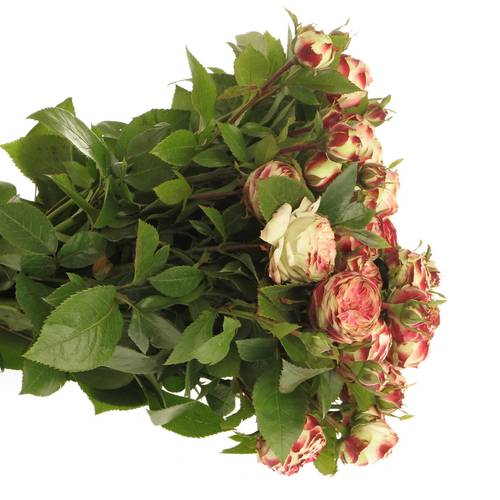 Rose creme/rot Freiland Latin 40cm 6+Blüte