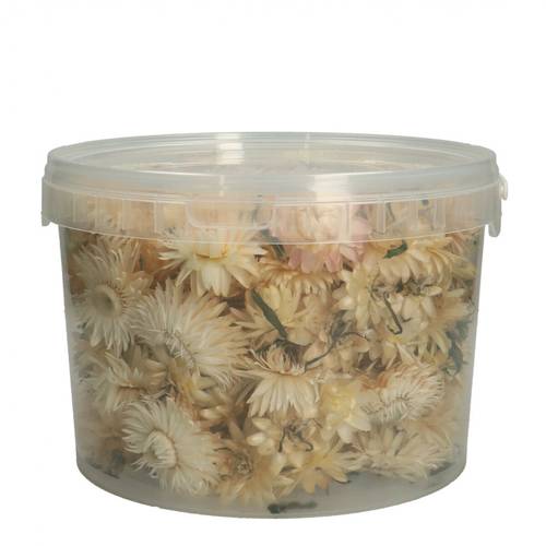 Trocken Helichryseum Köpfe weiss 100gr