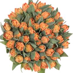 Tulpe orange doppel Valdivia 44 Gramm