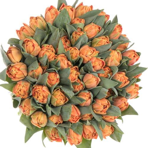 Tulpe orange doppel Valdivia 44 Gramm