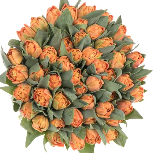 Tulpe orange doppel Valdivia 44 Gramm