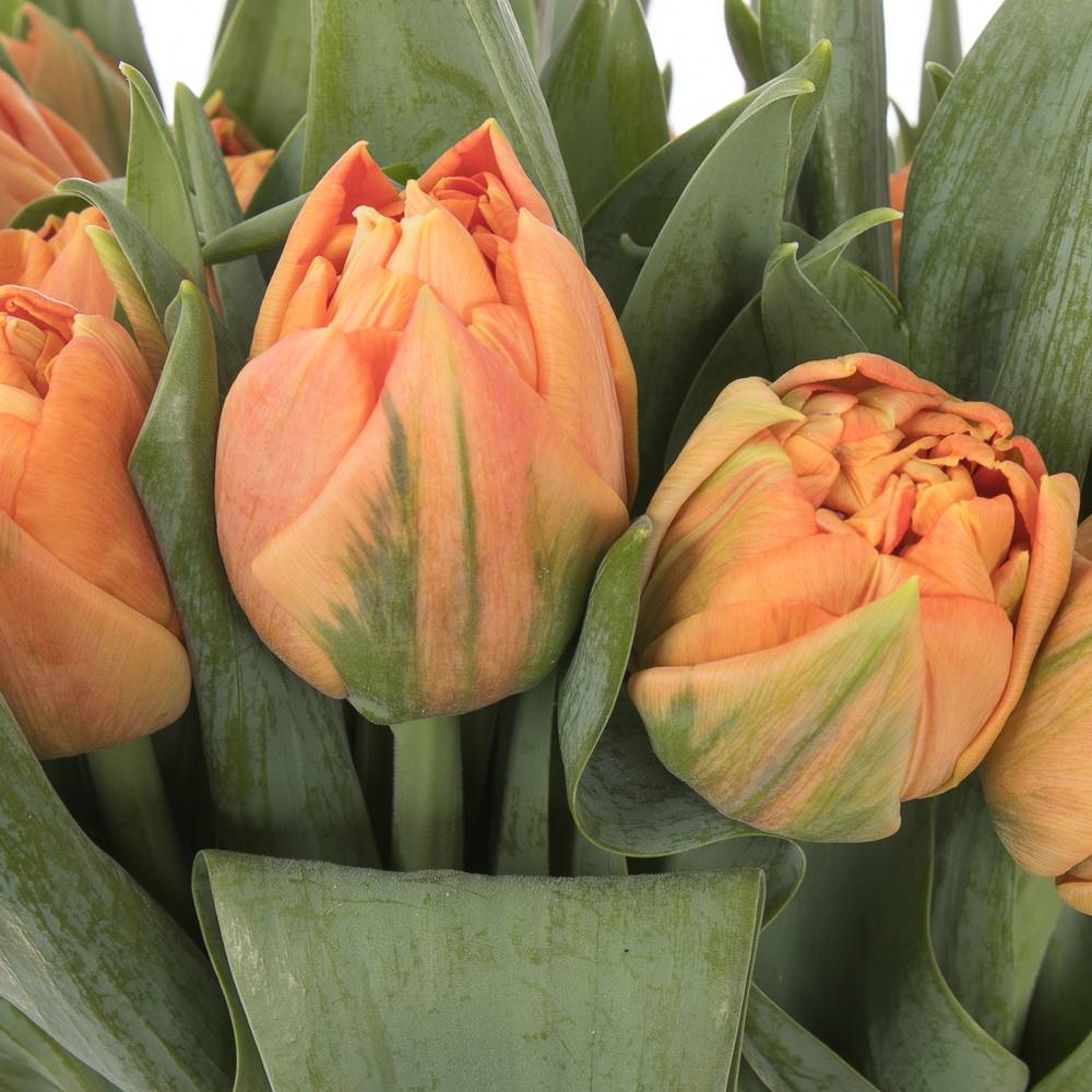 Tulpe orange doppel Valdivia 44 Gramm