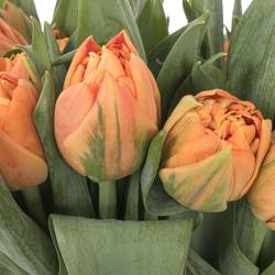 Tulpe orange doppel Valdivia 44 Gramm