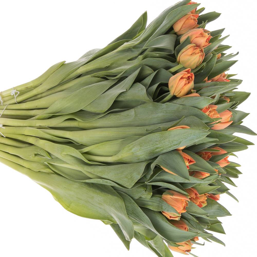 Tulpe orange doppel Valdivia 44 Gramm
