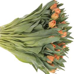 Tulpe orange doppel Valdivia 44 Gramm