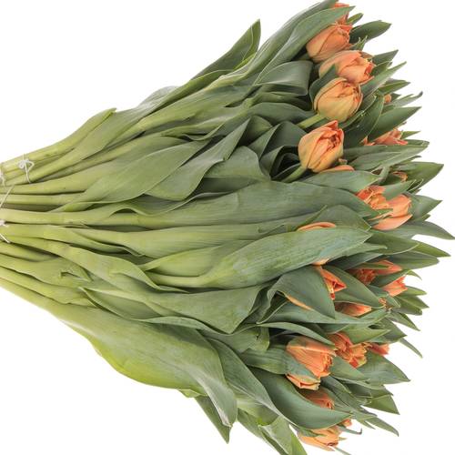 Tulpe orange doppel Valdivia 44 Gramm
