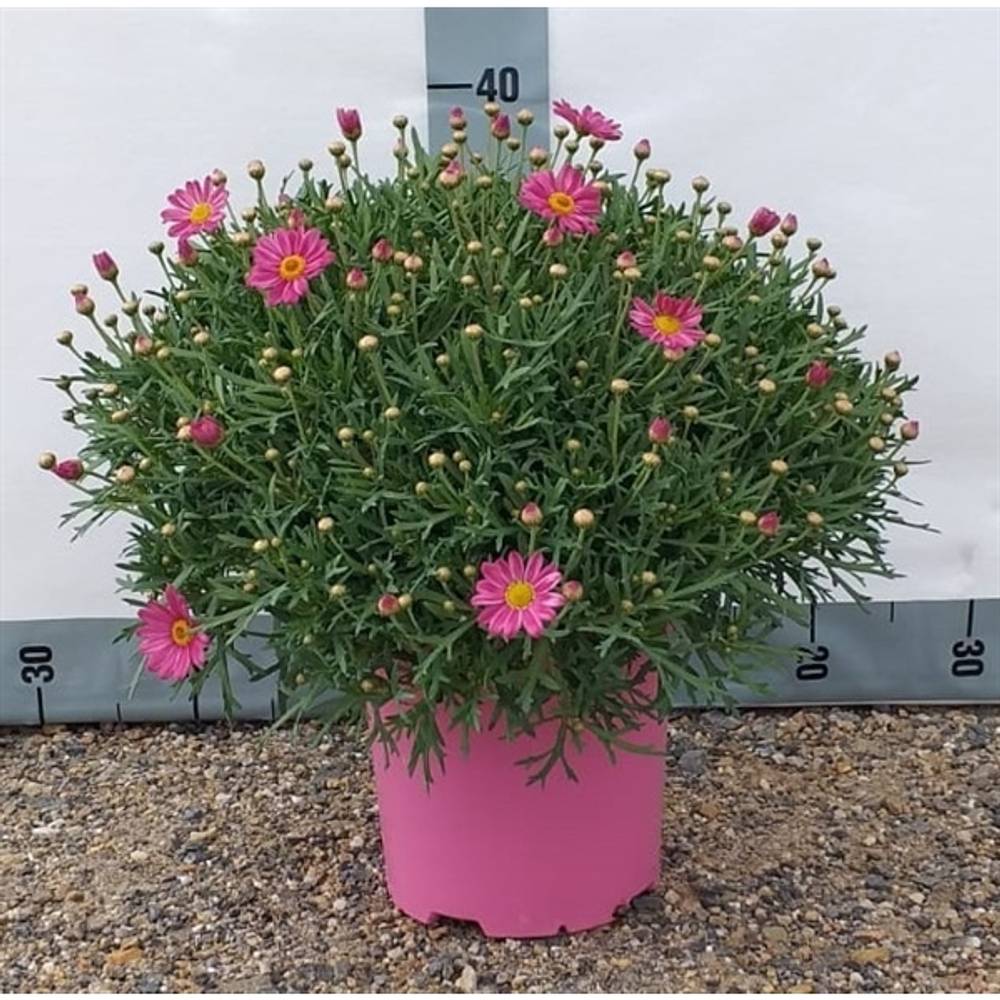 Margerite rosa T18 H045