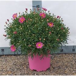 Margerite rosa T18 H045