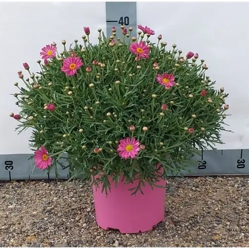 Margerite rosa T18 H045