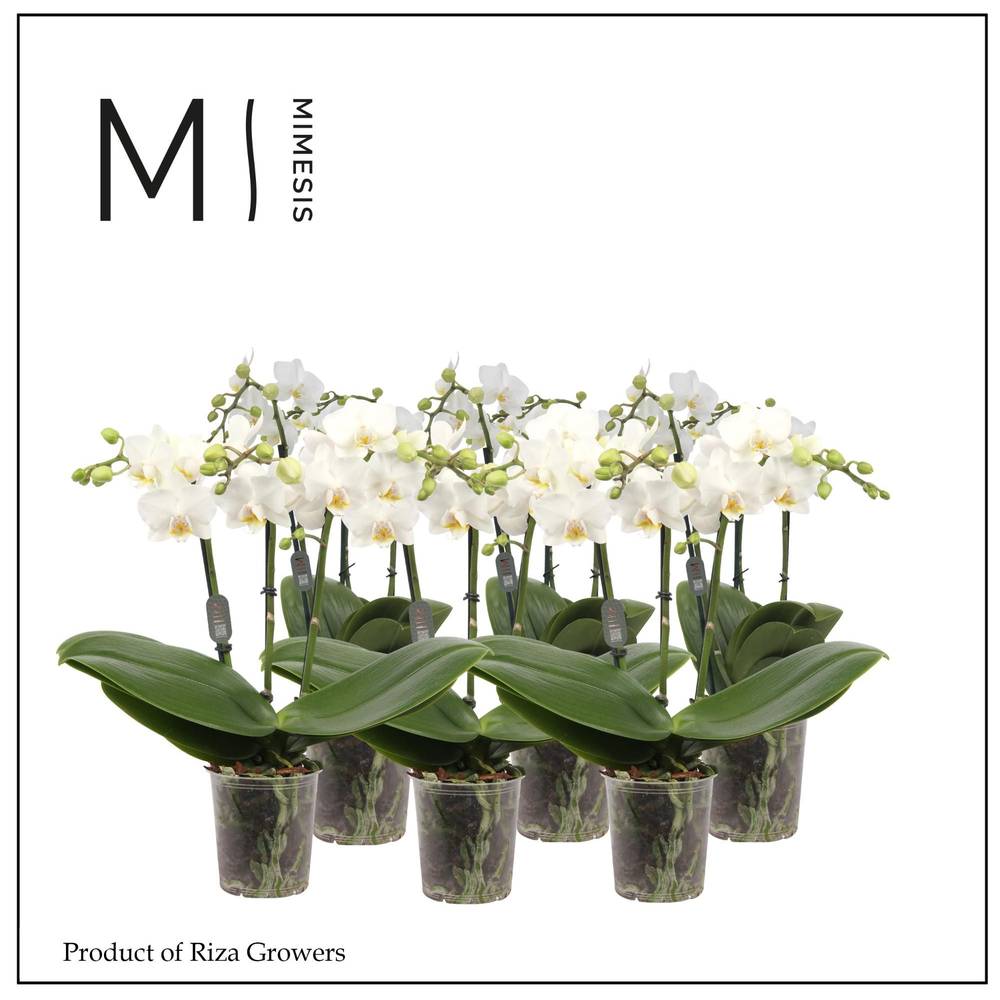 Phal.3-R weiss Multi Mimesis T12 H050