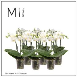 Phal.3-R weiss Multi Mimesis T12 H050