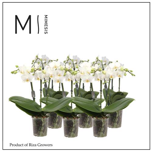 Phal.3-R weiss Multi Mimesis T12 H050