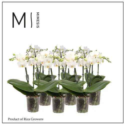 Phal.3-R weiss Multi Mimesis T12 H050