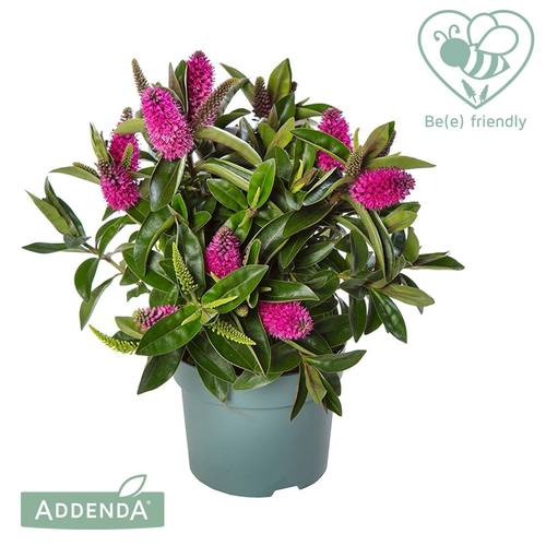 Hebe dunkel rosa Addenda T12 H030
