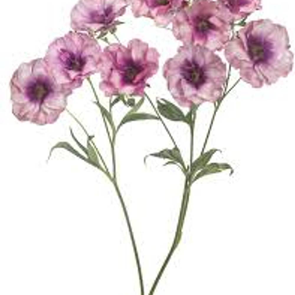 Ranunkel hell rosa-lila Butterfly Thiva 50cm