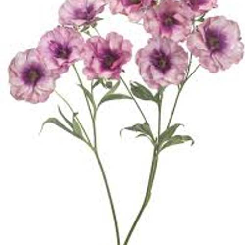 Ranunkel hell rosa-lila Butterfly Thiva 50cm