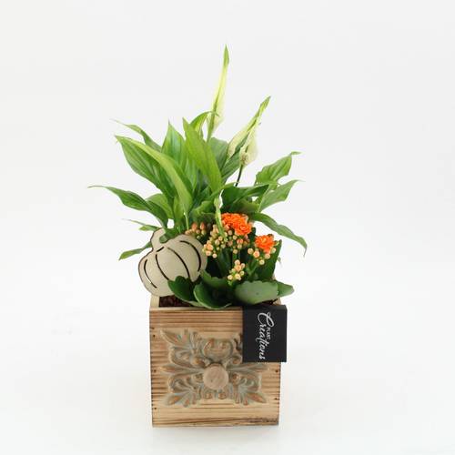 Spath.Arr-2538 Herbst T12 H035