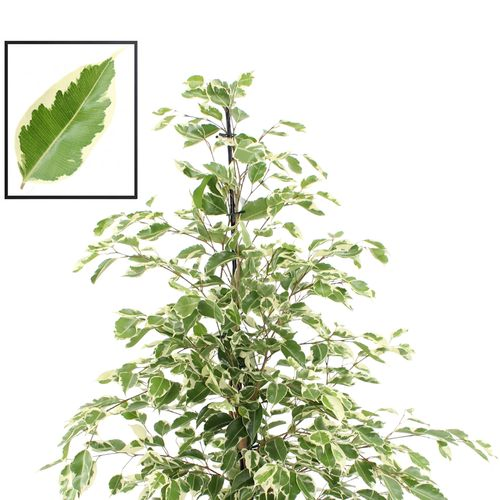 Ficus Benj.Twilight T21 H110