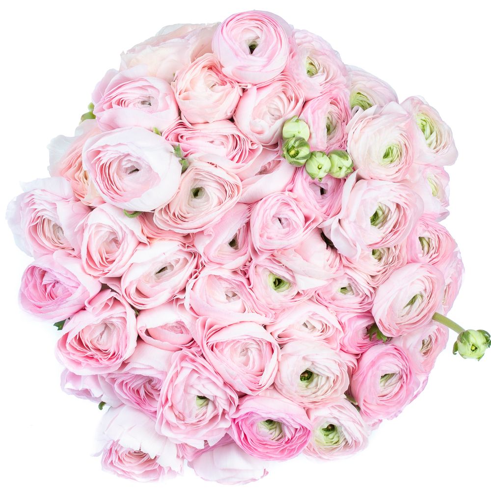 Ranunkel rosa Cloni Ex Rosalino 40cm
