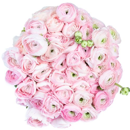 Ranunkel rosa Cloni Ex Rosalino 40cm