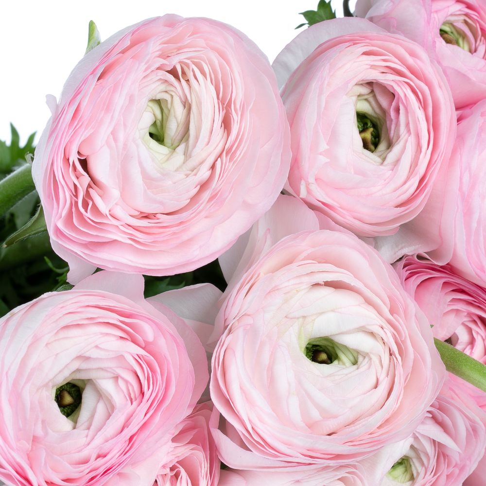 Ranunkel rosa Cloni Ex Rosalino 40cm