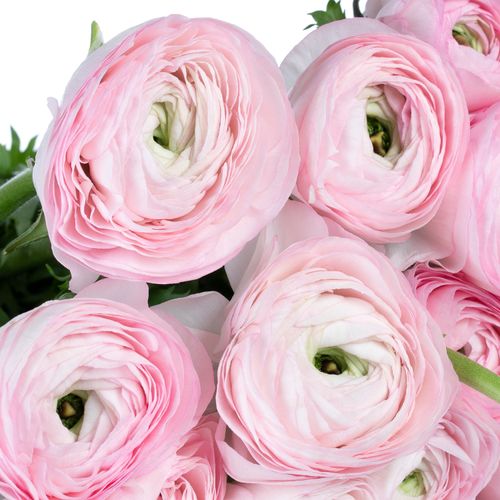 Ranunkel rosa Cloni Ex Rosalino 40cm