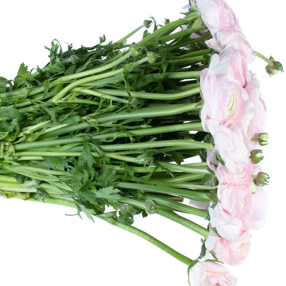 Ranunkel rosa Cloni Ex Rosalino 40cm
