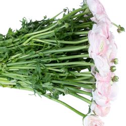 Ranunkel rosa Cloni Ex Rosalino 40cm