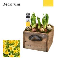 Narzis.Arr HL10755 Ostern T14 H018