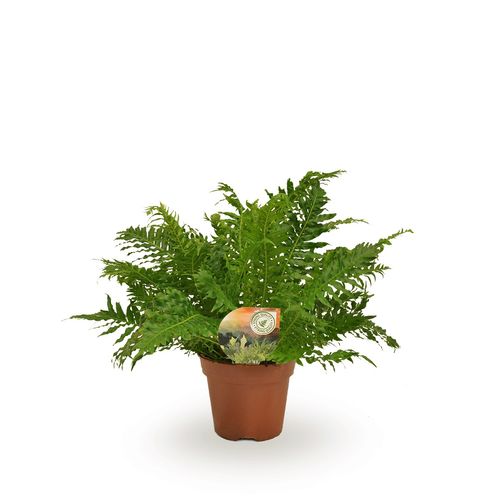 Blechnum Silver Lady T17 H50