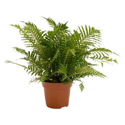 Blechnum Silver Lady T17 H50