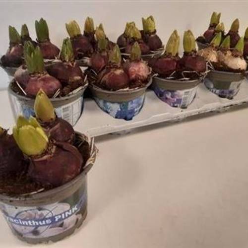 Hyac.3er mix Schnapchen von Uhr T12 H025