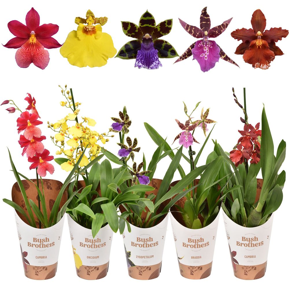 Orchid.1-R mix T12 H40