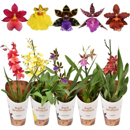 Orchid.1-R mix T12 H40