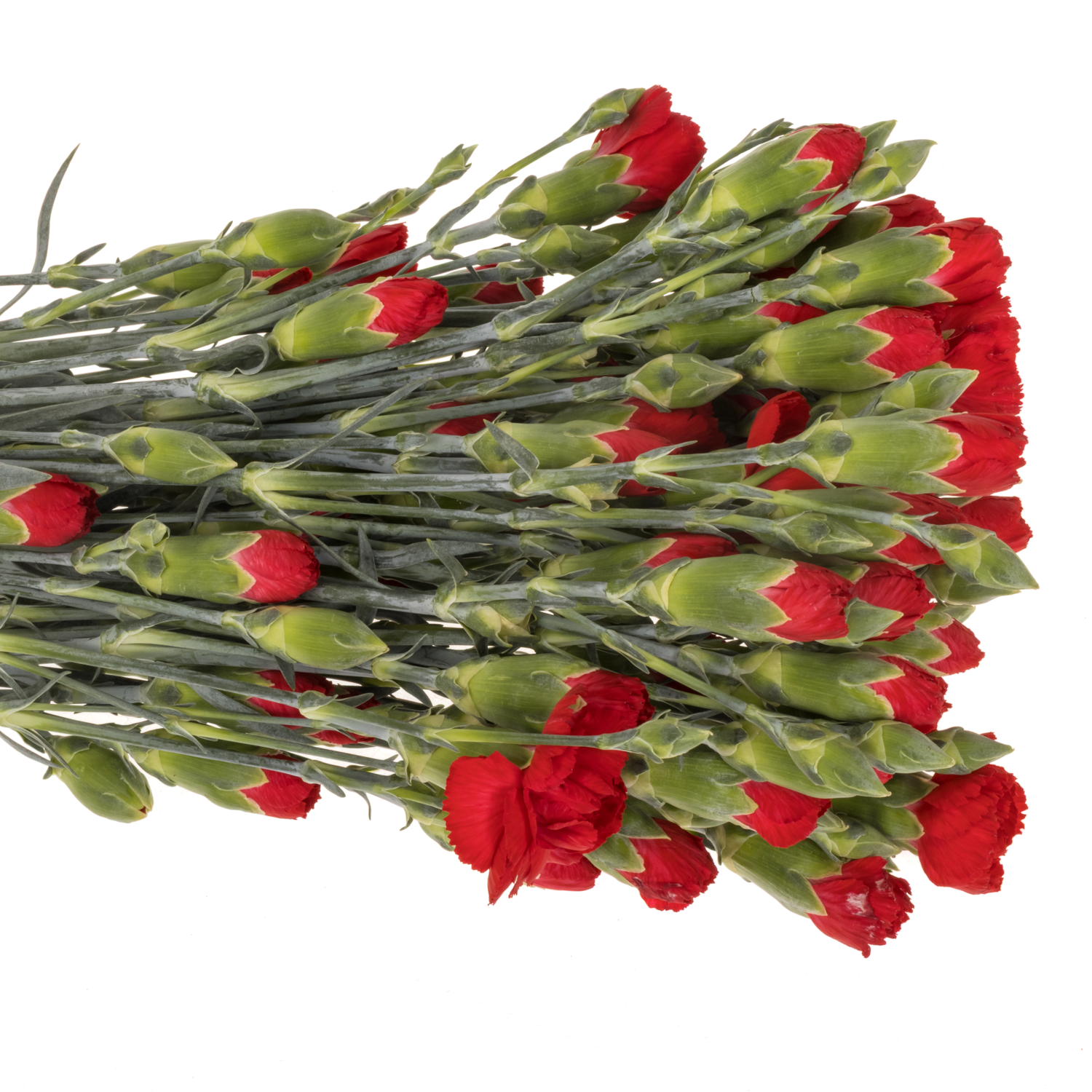 Spraynelke rot Zumba 60cm X20