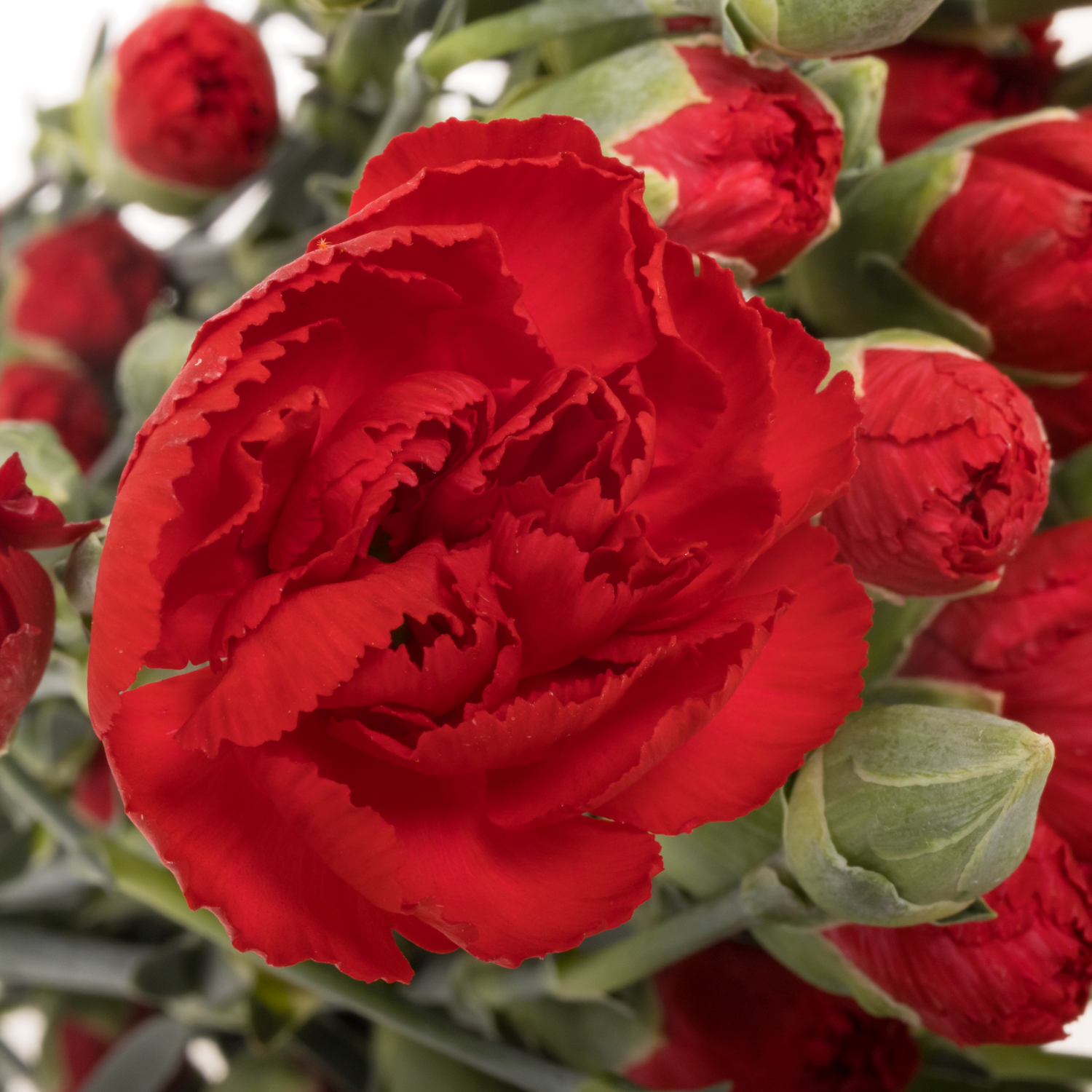 Spraynelke rot Zumba 60cm X20