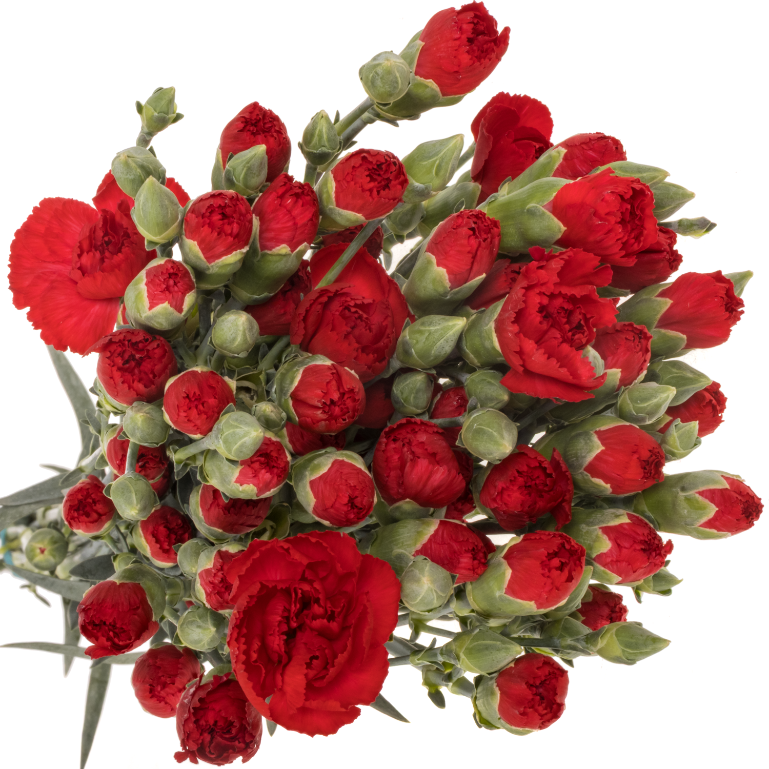 Spraynelke rot Zumba 60cm X20