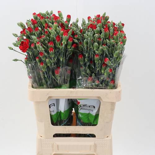 Spraynelke rot Zumba 60cm X20