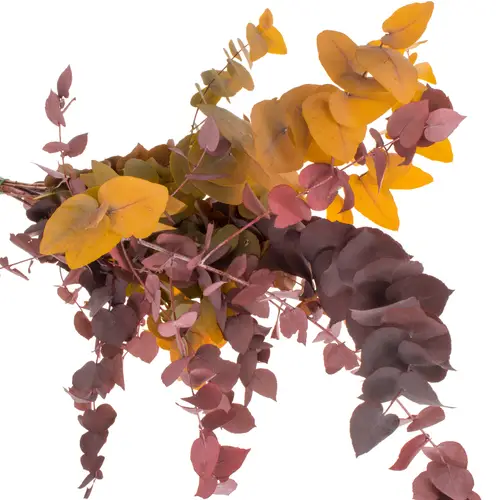 Populus mix Stuartiana Präpariert 200 Gramm 70cm