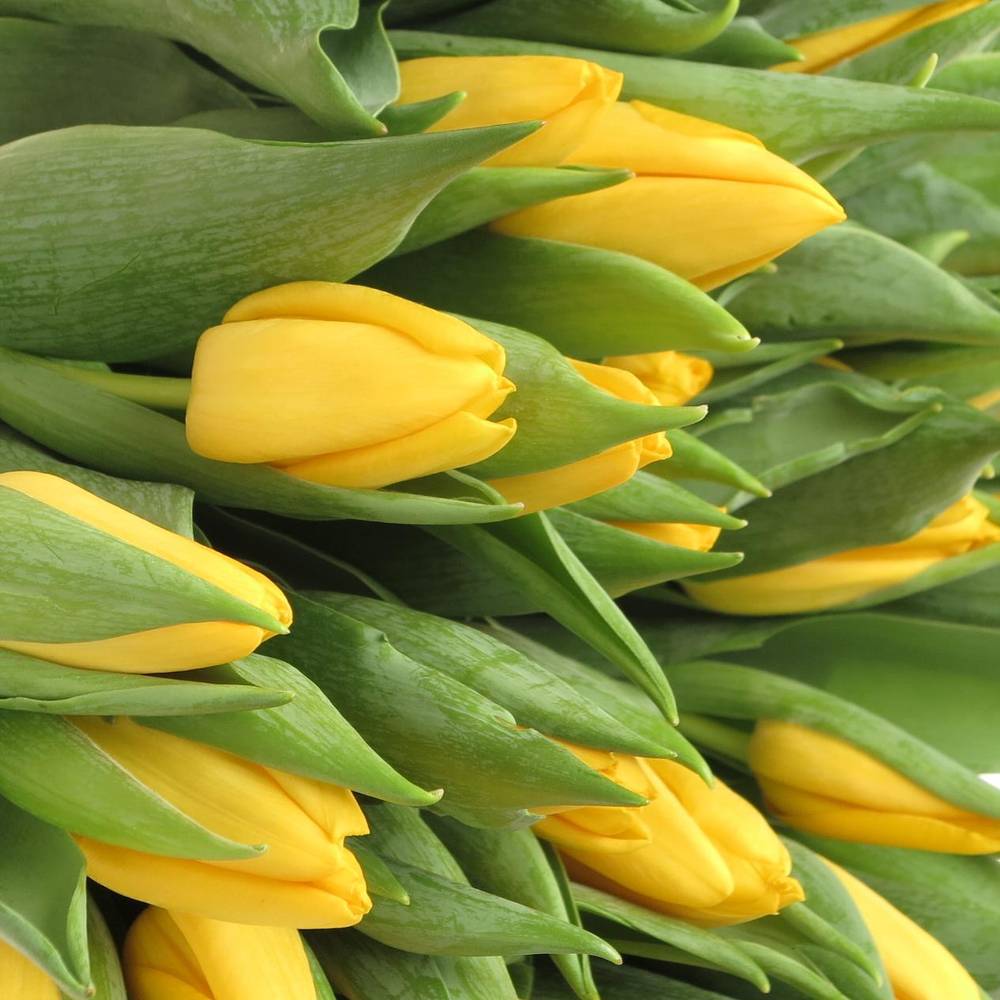 Tulpe gelb Lions Glory 44 Gramm