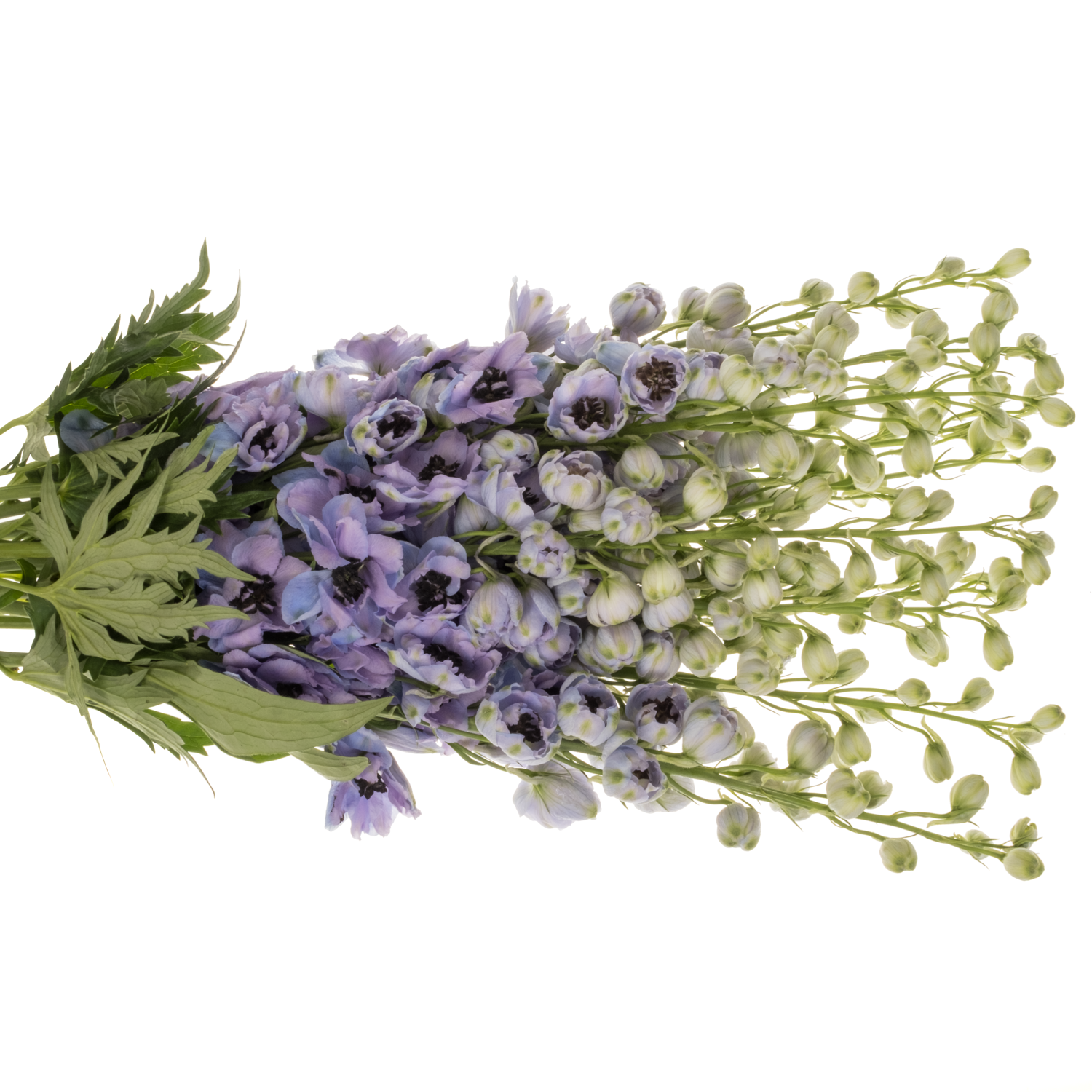 Delphinium blau/lila lavendel Hawaii 80cm