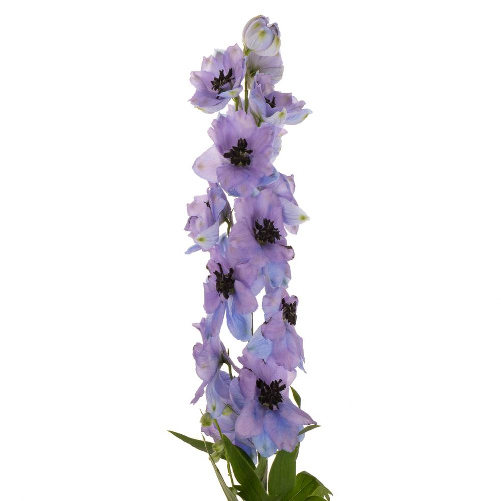 Delphinium blau/lila lavendel Hawaii 80cm