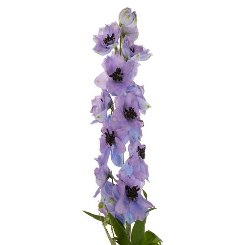Delphinium blau/lila lavendel Hawaii 80cm